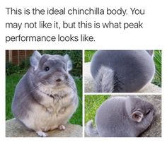 an animal that is sitting on top of a rock with the caption, i want a chinilila