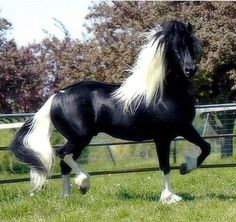 a black and white horse is running in the grass