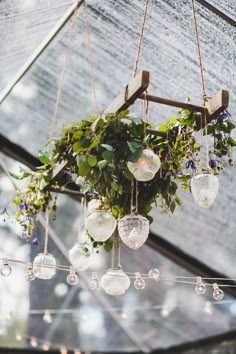 hanging glass globes filled with greenery in a greenhouse