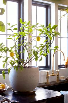 a potted plant sitting on top of a wooden table next to a kitchen sink