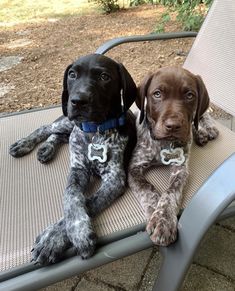 two dogs sitting on top of a chair next to each other