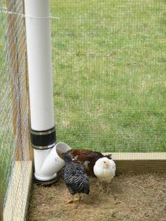 two chickens standing next to each other near a fence