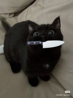 a black cat holding a knife in its mouth