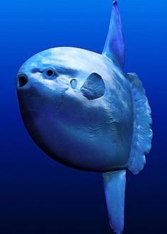 a large blue fish swimming in the ocean