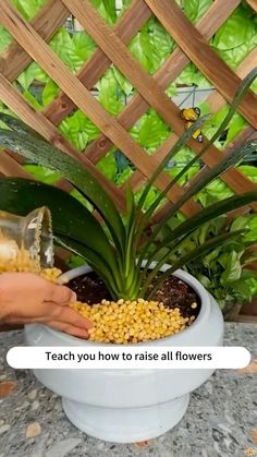 someone is pouring corn into a potted plant with the words teach you how to raise all flowers