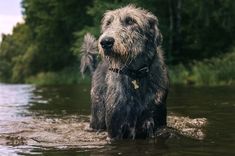 a wet dog is standing in the water