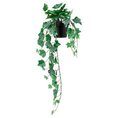 a potted plant with green leaves hanging from it's side on a white background