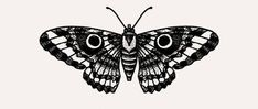 a black and white drawing of a butterfly