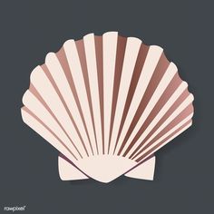 an image of a seashell on a dark background with shadow in the form of a fan