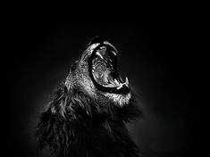 a black and white photo of a lion roaring with its mouth open to the side