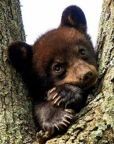 a brown bear cub in a tree looking out from behind the bark with his paw on it's face