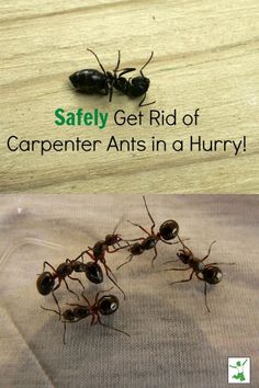 the ants are standing next to each other on top of a table with text that reads, safely get rid of carpenter ants in a hurry