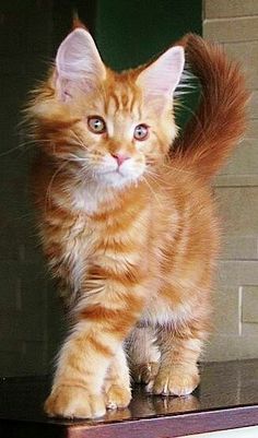 an orange and white kitten standing on top of a table