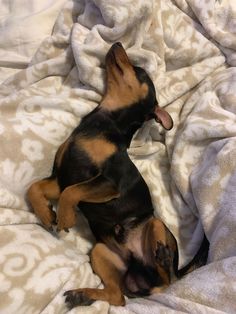 a small black and brown dog laying on top of a bed covered in white blankets