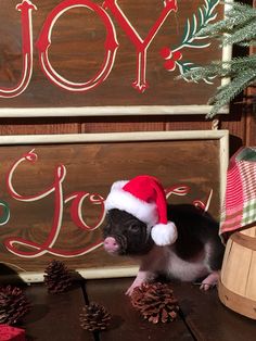 a small black and white pig wearing a santa hat next to pine cones on a table