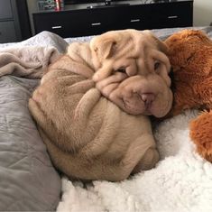 a brown dog laying on top of a bed next to a stuffed animal teddy bear