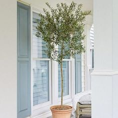 an olive tree in a pot on the porch