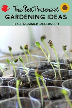 small plastic cups filled with seedlings and dirt in front of the text, the best preschool gardening ideas