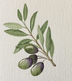 an olive tree branch with green leaves and buds on it, painted in watercolor