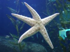 a white starfish swimming in an aquarium