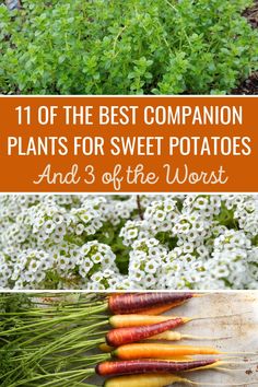 carrots and flowers with the words 11 of the best companion plants for sweet potatoes and 3