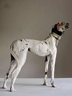 a white and black dog standing on top of a white floor next to a wall