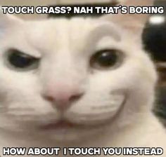 a white cat with black eyes and the caption says, touch grass? nah that's boring how about i touch you instead