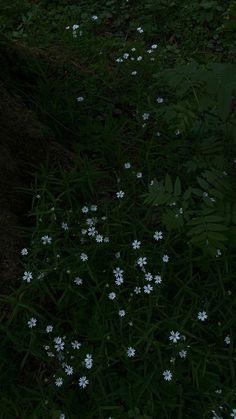 some white flowers are growing in the grass