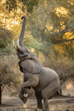 an elephant standing on its hind legs with it's trunk in the air