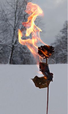 a fire burning in the middle of a snowy field