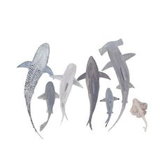 four different types of sharks are shown in this watercolor painting on paper, and each one has an individual's head