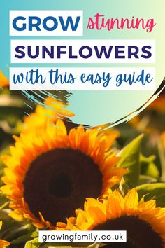 sunflowers with text overlay that reads grow stunning sunflowers with this easy guide