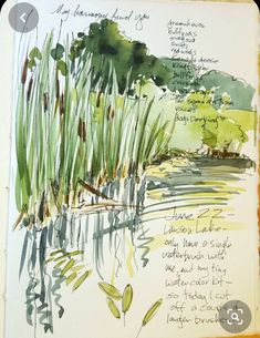 a watercolor sketch of a pond with reeds and trees