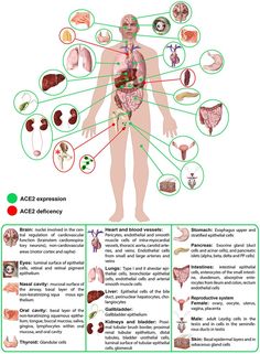 How Covid-19 Impacts The Digestive System Pathology Study, Exocrine Gland, Glial Cells, The Digestive System, T Cell, Respiratory Diseases, Viral Infection, Lymph Nodes, Make An Infographic