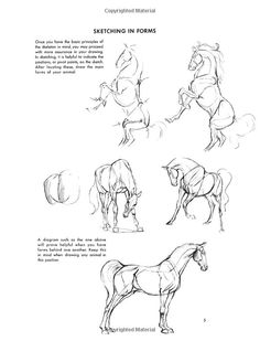 some drawings of horses that are standing in different positions and shapes, including the head, tail