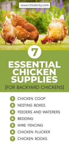 an image of chickens in the grass with text that reads essential chicken supplies for backyard chickens