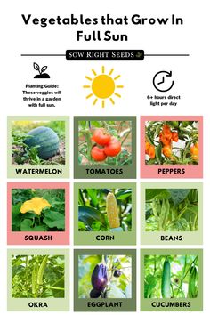 vegetables that grow in full sun are shown with the names and pictures below them,