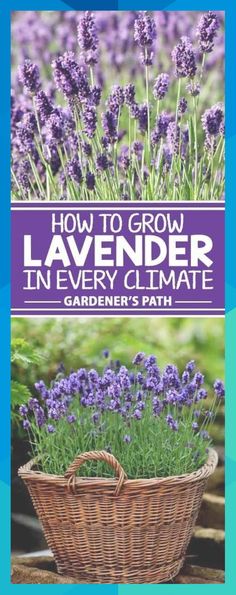 lavender plants in a basket with the words how to grow lavender in every climate