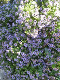 Nativar to Know: ‘October Skies’ Aromatic Aster - FineGardening Aromatic Aster, October Sky, Fine Gardening, Big Garden, Beautiful Autumn, Garden Photos, Garden Bed, Zentangle Art, Autumn Garden