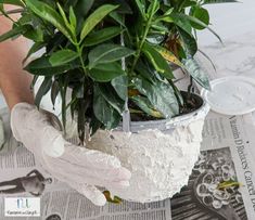 a potted plant sitting on top of a newspaper