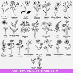 an image of different types of flowers in the wildflowers and other plants that are native