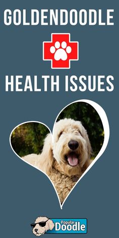 a dog with its paw in the shape of a heart and text that reads goldendoodle health issues