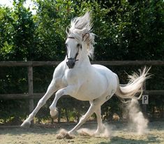 a white horse is galloping in an enclosed area