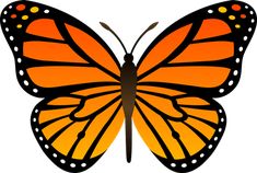 an orange butterfly with white dots on it's wings, transparent background png