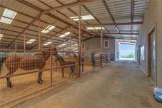 two horses in an enclosed area with one horse standing on the other side and looking at the camera