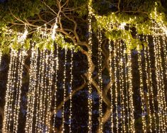 two trees with lights hanging from them at night