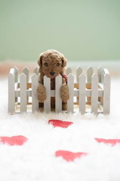 a small teddy bear sitting on top of a white picket fence with red hearts around it