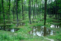 a forest filled with lots of water surrounded by lush green grass and small puddles