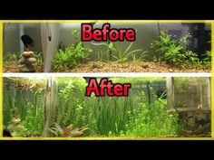 before and after pictures of an aquarium with plants growing in the bottom right, then planted on the bottom left