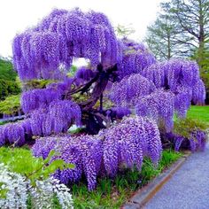 purple flowers blooming on the side of a road